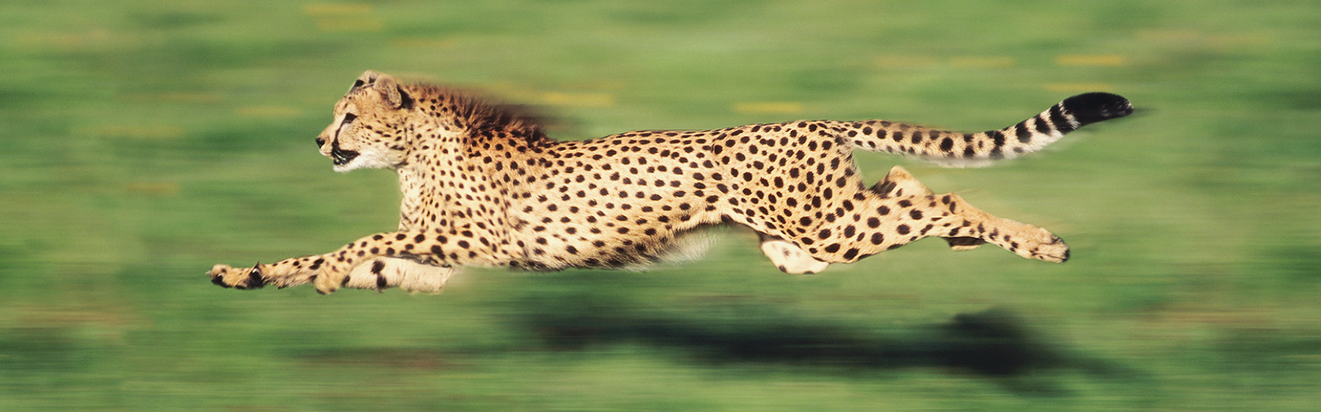 SMS Delivery you can trust!